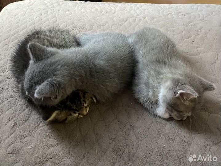 Отдам в добрые руки котят