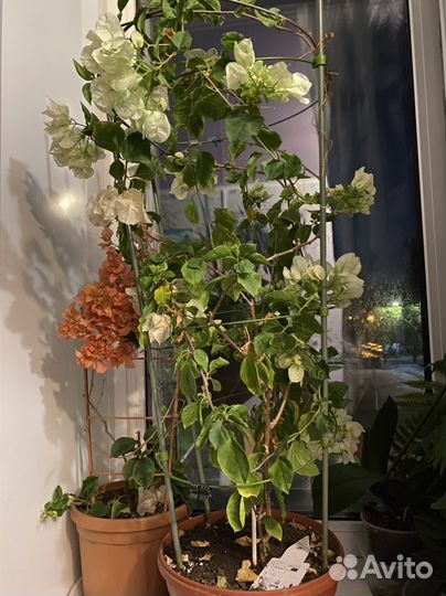 Комнатные растения