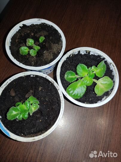 Фиалка белая