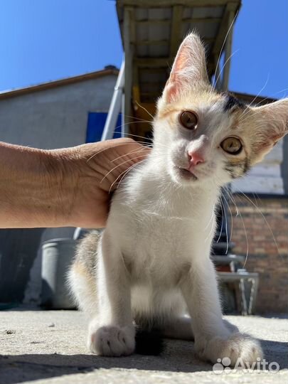 Трехцветные котята в добрые руки