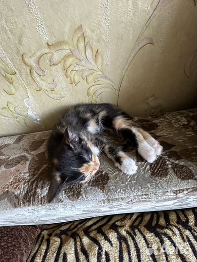 Котятки красивые