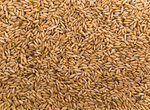 Пшеница. Ценна 12 р за кг. Есть доставка