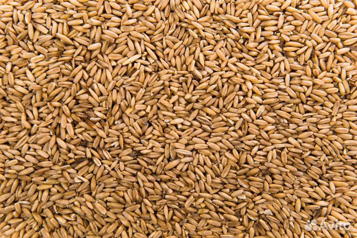 Ячмень Зерно пшеница. Ценна 10 р за кг