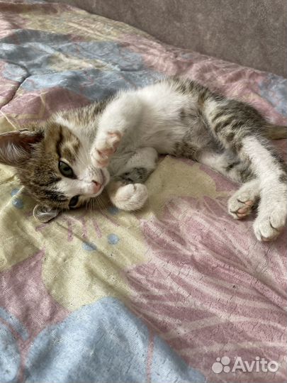 Котенок в добрые руки