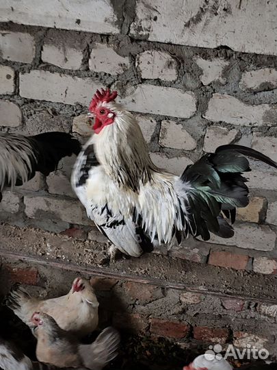 Петушки декоративные