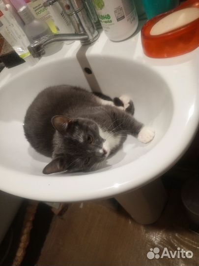 Кошка
