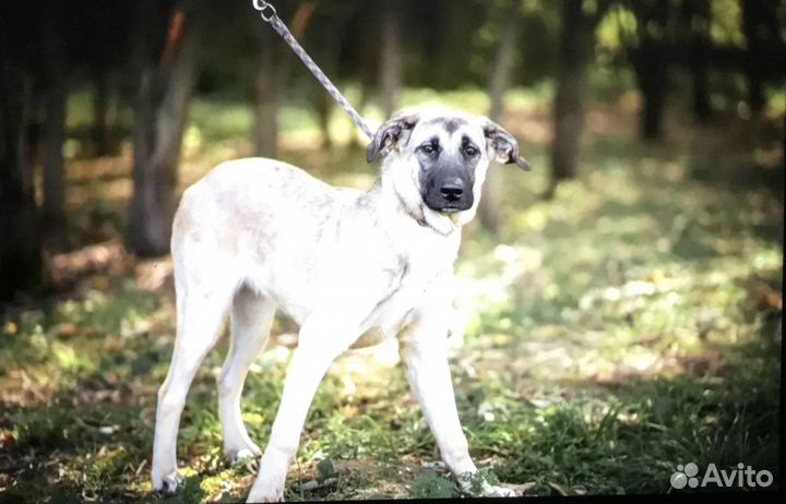 Маленькая большая Люся ищет дом