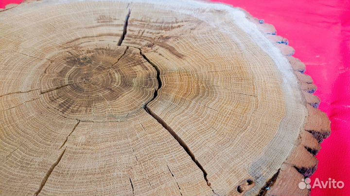 Спилы срезы дуба и берёзы