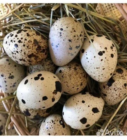 Яйца перепелиные домашние