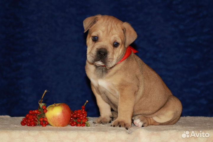 Питомник спб кадебо