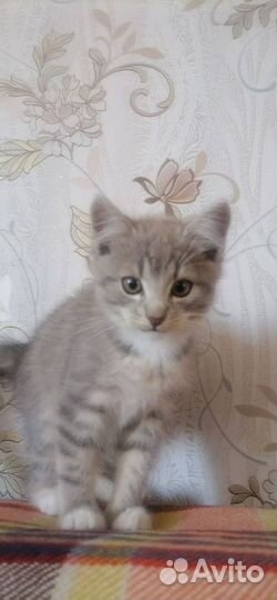 Кошка в дар