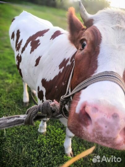 Тёлочка 1,5 года