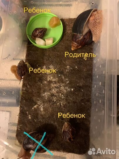 Улитки ахатины