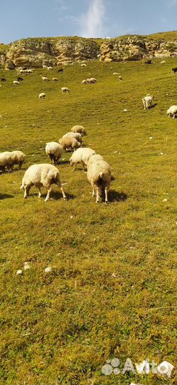 Ягнята ярочки