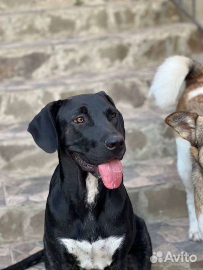 Собака в добрые руки