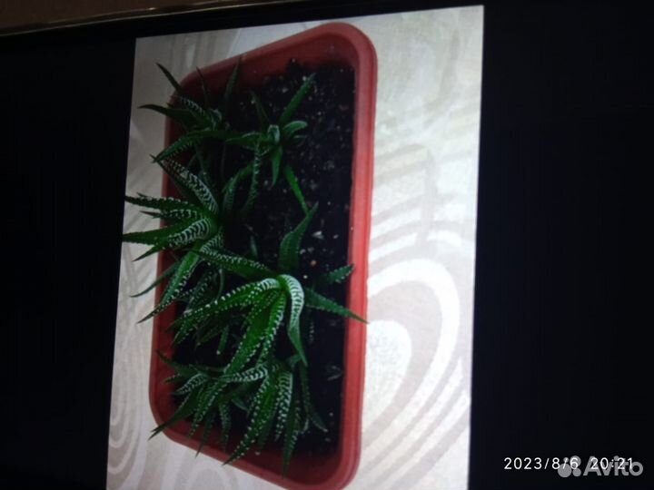 Продам цветы комнатные