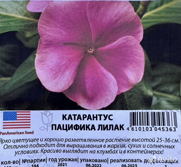 Семена катарантуса