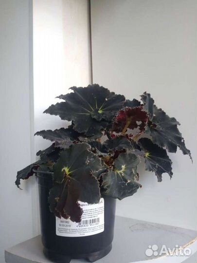 Бегония, кордилина, хлорофитум, толстянка