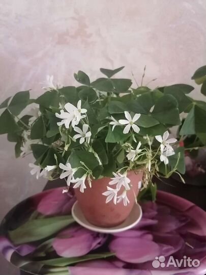 Кислица оксалис