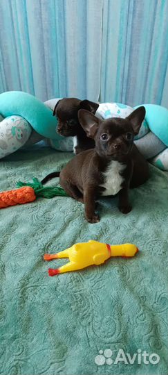 Щенки чихуахуа