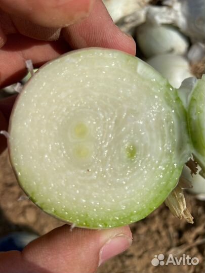 Лук на перо Каратал Стардаст Штутгарт 2023