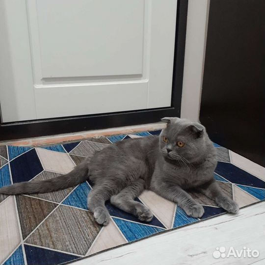 Британский вислоухий