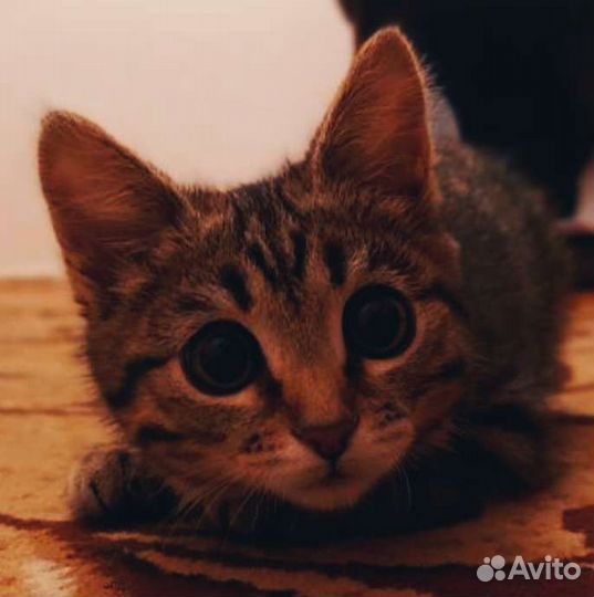 Кошка бесплатная в добрый руки