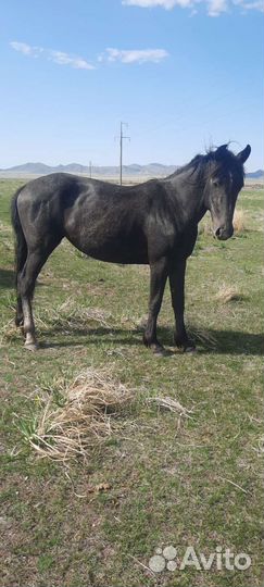 Лошади рысаки