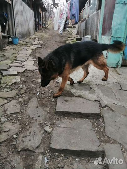 Вязка немецкая овчрка