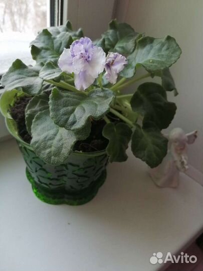 Цветущие фиалки