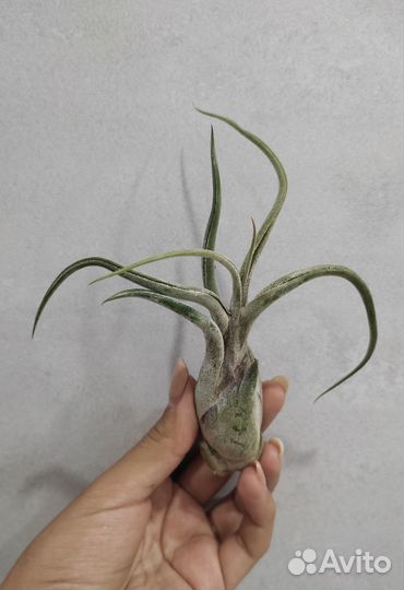 Тилландсия атмосферная Сарut Меdusа