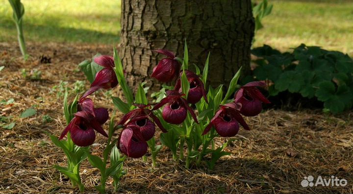 Саженцы зимостойких орхидей