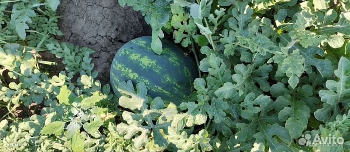 Арбуз бонта