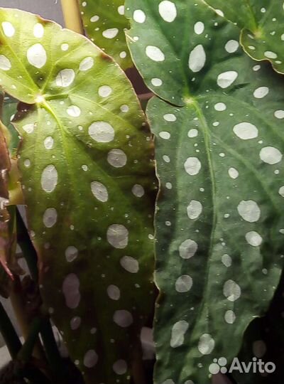 Бегония макулата