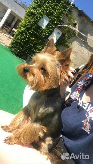 Йоркширский терьер вязка