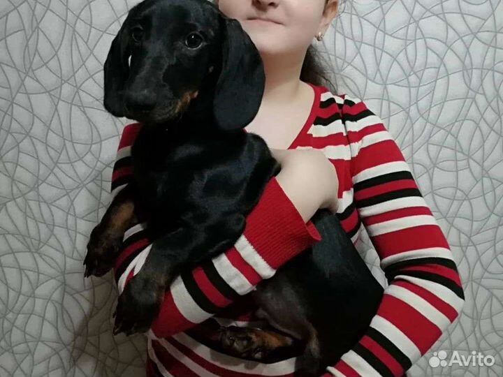 Вязка кобель такса