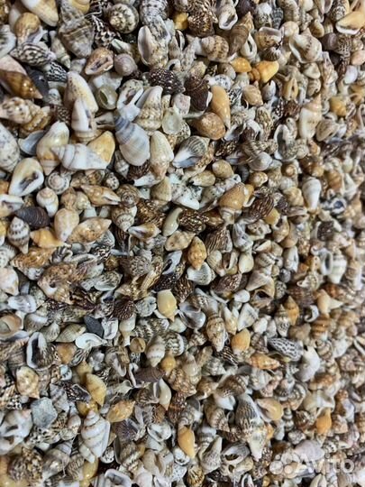 Морские ракушки 1кг