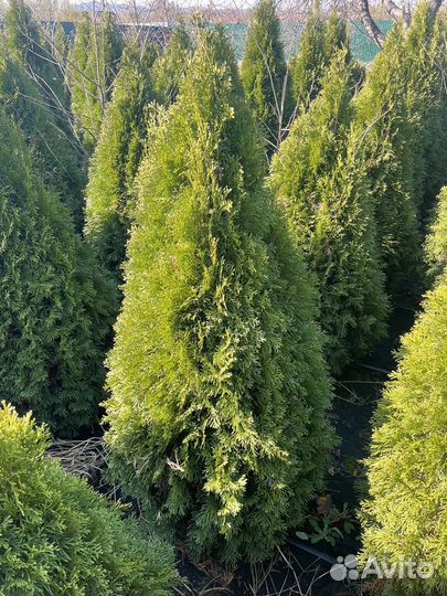 Туя колумна,смарагд