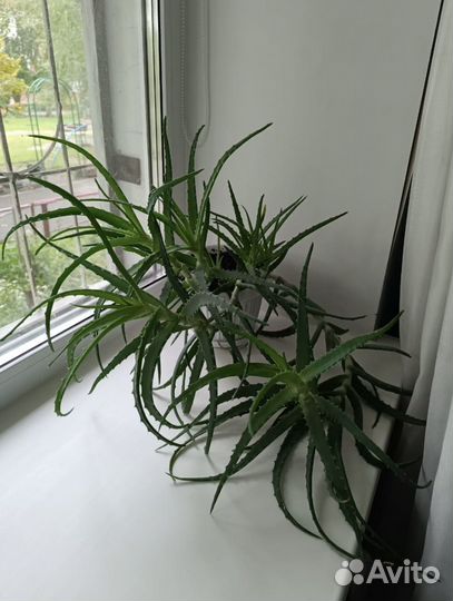 Алое лечебный 3 года