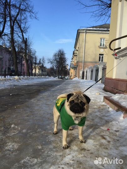 Мопс - вязка