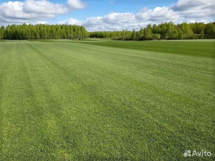 Натуральный газон с поля с доставкой