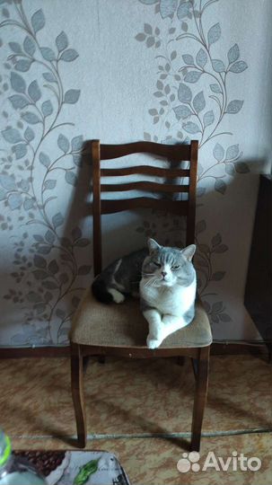 Кот для вязки