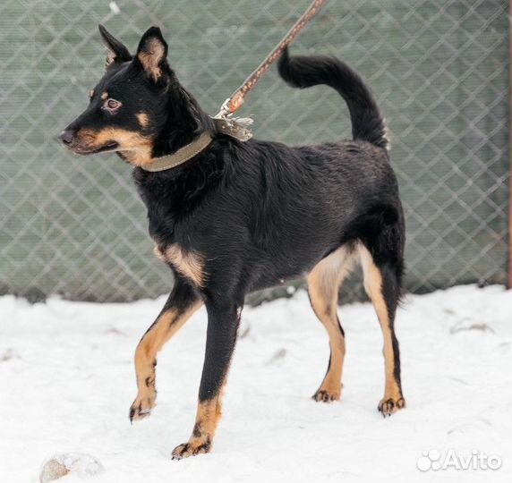 Не крупная собака ищет дом