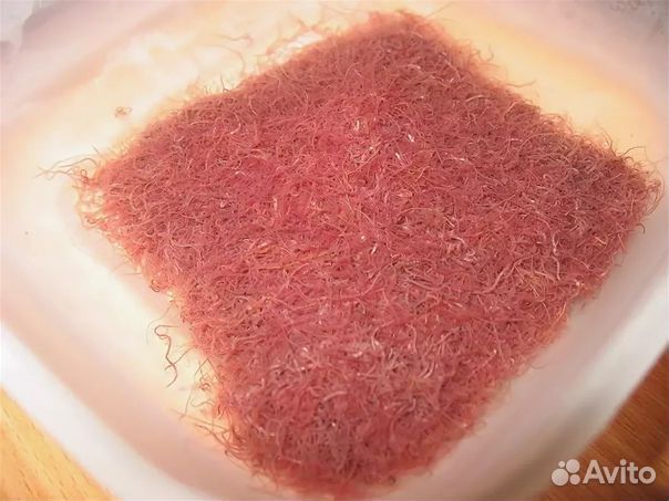 Домашний трубочник Изя