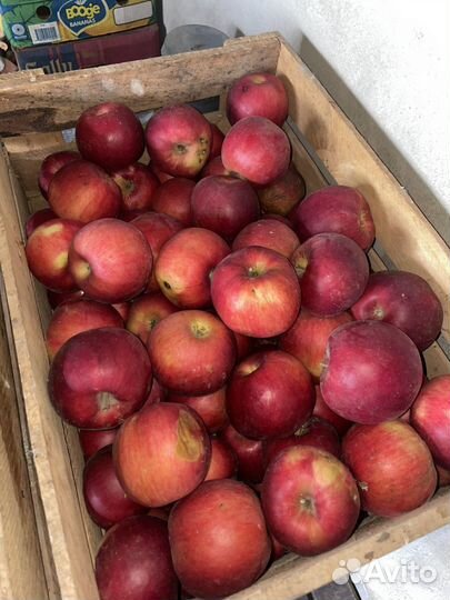Яблоки айдаред