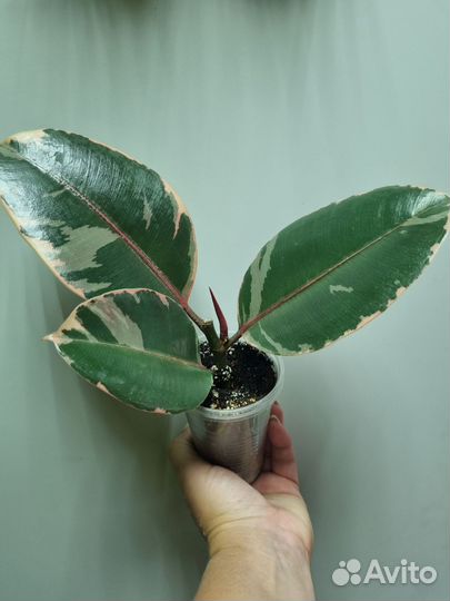 Фикус Белиз, Педилантус