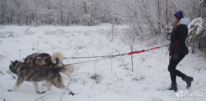 Прогулочная шлейка