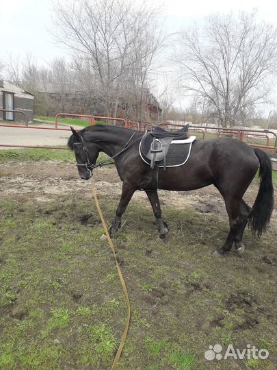 Продается вороная кобыла, лошадь