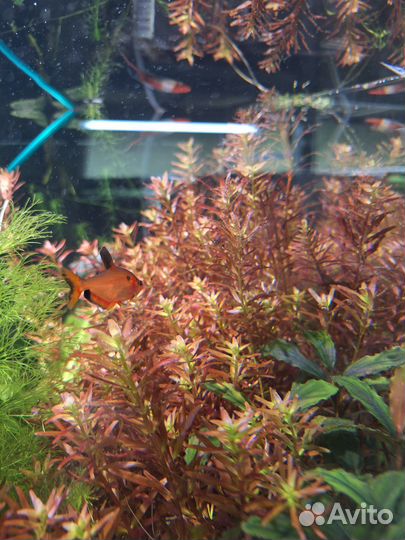 Растения для аквариума десятки видов в наличии