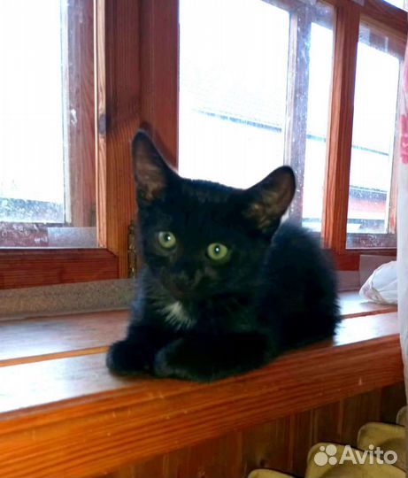 Котята 2 месяца